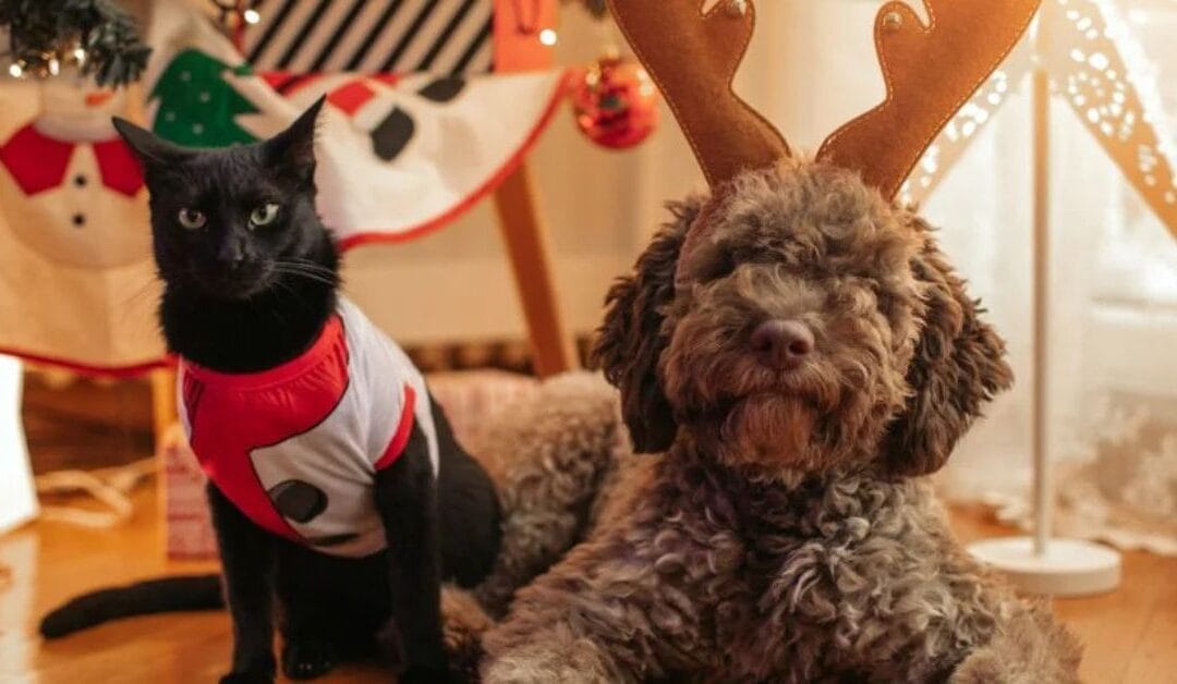 7 Tips to the Pawfect Christmas Pet Photos