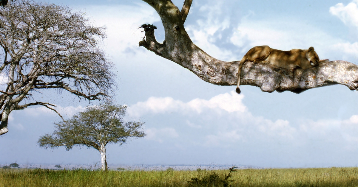 Why-Uganda-Should-Be-on-Your-Travel-Bucket-List.jpg
