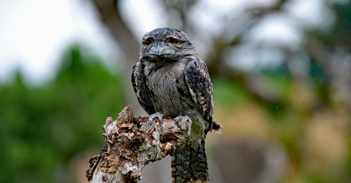 Tawny-Frogmouth_-2025-Bird-of-the-Year.jpg